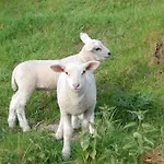 Auf Janssen